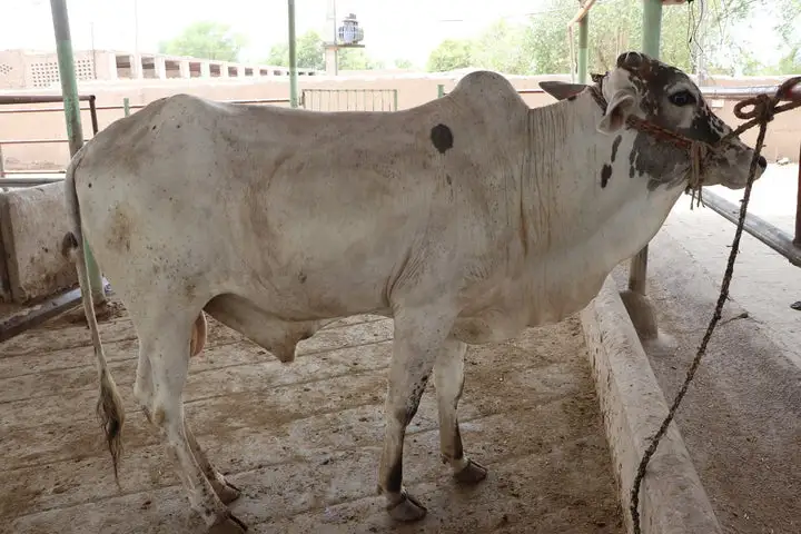 FarmGhar Online Qurbani of Cow | FarmGhar Cow Mandi Lahore